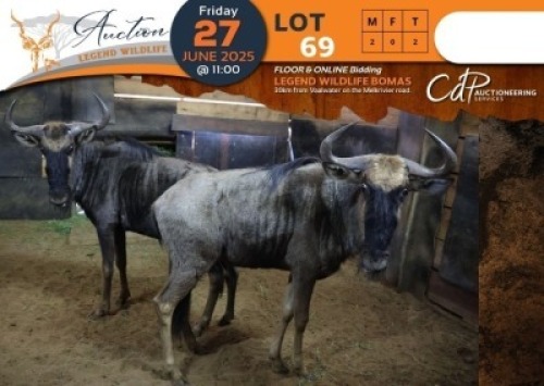 2 X Blue Wildebeest M:2 Legend Wildlife (Per Piece to take the lot/Per stuk om lot te neem)