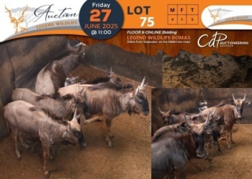 5 X Blue Wildebeest M:4 V/F:1 Legend Wildlife (Per Piece to take the lot/Per stuk om lot te neem)