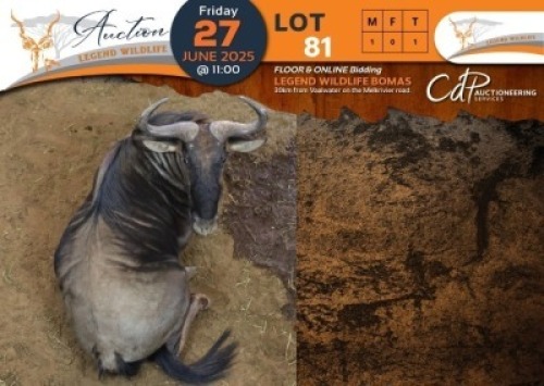 1 X Blue Wildebeest M:1 Legend Wildlife