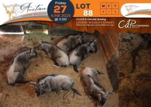 6 X Blue Wildebeest M:1 V/F:5 Legend Wildlife (Per Piece to take the lot/Per stuk om lot te neem)