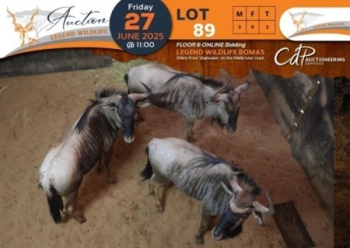 3 X Blue Wildebeest M:3 Legend Wildlife (Per Piece to take the lot/Per stuk om lot te neem)