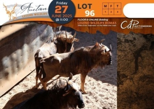 2 X Blue Wildebeest M:1 V/F:1 Legend Wildlife (Per Piece to take the lot/Per stuk om lot te neem)