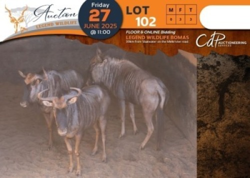 3 X Blue Wildebeest V/F:3 Legend Wildlife (Per Piece to take the lot/Per stuk om lot te neem)