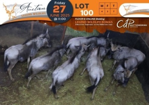 7 X Blue Wildebeest M:4 V/F:3 Legend Wildlife (Per Piece to take the lot/Per stuk om lot te neem)