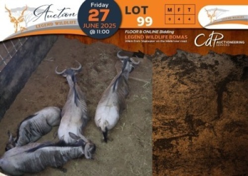 4 X Blue Wildebeest V/F:4 Legend Wildlife (Per Piece to take the lot/Per stuk om lot te neem)