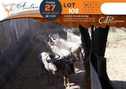 6 X Blue Wildebeest M:2 V/F:4 Legend Wildlife (Per Piece to take the lot/Per stuk om lot te neem)
