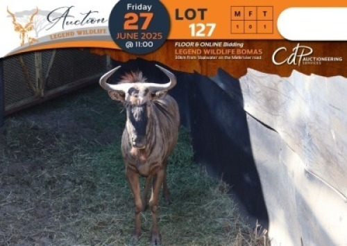CAMP A10 - 1 X Blue Wildebeest (A10) M:1 Legend Wildlife