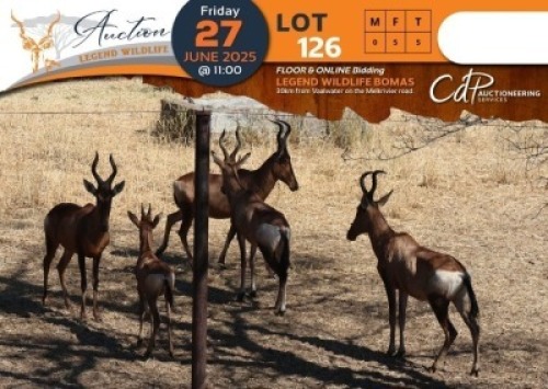 CAMP A9 - 5 X Red Hartebeest (A9) V/F:5 Theo Englezakis (Per Piece to take the lot/Per stuk om lot te neem)