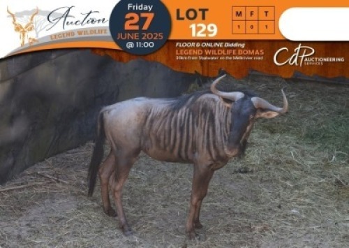 CAMP A12 - 1 X Blue Wildebeest (A12) M:1 Legend Wildlife