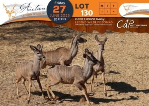 CAMP B1 - 4 X Kudu (B1) M:2 V/F:2 Legend Wildlife (Per Piece to take the lot/Per stuk om lot te neem)