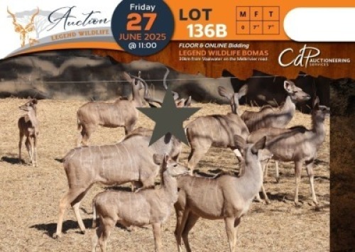 CAMP B7 - 7+1 X Kudu (B7) V/F:7+1 Legend Wildlife (Per Piece to take the lot/Per stuk om lot te neem)