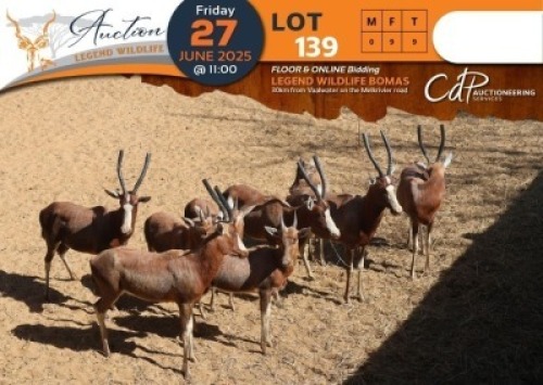 CAMP B10 - 9 X Blesbuck (B10) V/F:9 Legend Wildlife (Per Piece to take the lot/Per stuk om lot te neem)
