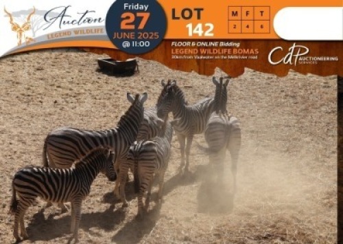 CAMP C1 - 6 X Zebra (C1) M:2 V/F:4 Shammah Game Lodge (Per Piece to take the lot/Per stuk om lot te neem)