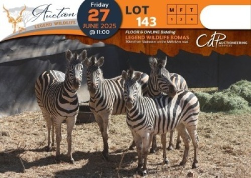 CAMP C2 - 4 X Zebra (C2) M:1 V/F:3 Shammah Game Lodge (Per Piece to take the lot/Per stuk om lot te neem)