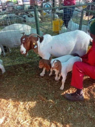 LOT 184 1 X BOERGOAT DOE Ikhaya Lam Farms (Per animal to take the lot)