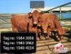 X RED CATTLE HEIFERS Jaras(Pty)Ltd