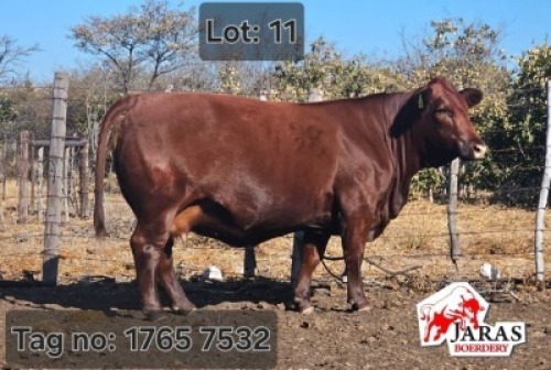 X RED CATTLE COW Jaras(Pty)Ltd