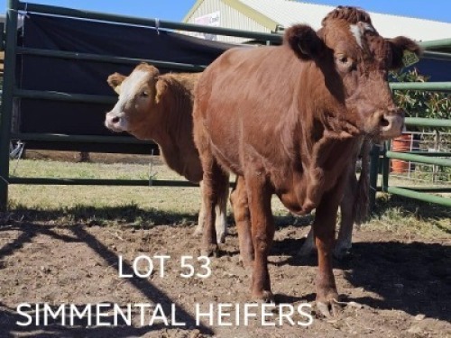 LOT 53 X SIMMENTAL HEIFERS Joseph Kefas (Per animal to take the lot)