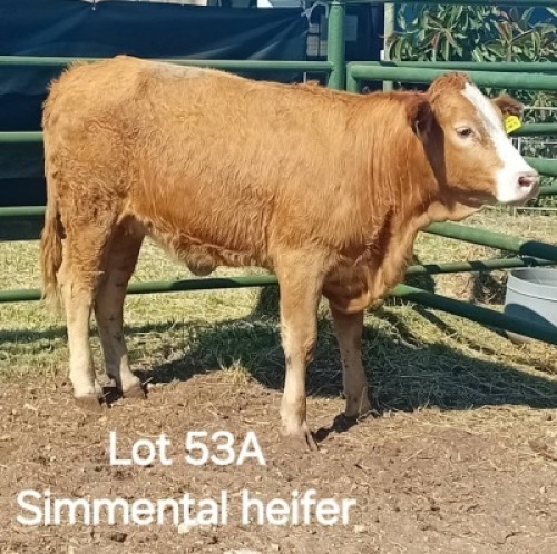 LOT 53A X SIMMENTAL HEIFERS Joseph Kefas (Per animal to take the lot)