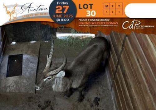1 X Waterbuck M:1 Legend Wildlife
