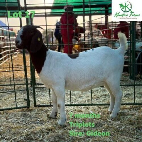 LOT 17 1+1 X BOERGOAT KID & DOE O.Moseki(Khudiri Farms) (Per animal to take the lot)