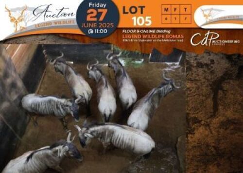 7 X Blue Wildebeest V/F:7 Legend Wildlife (Per Piece to take the lot/Per stuk om lot te neem)