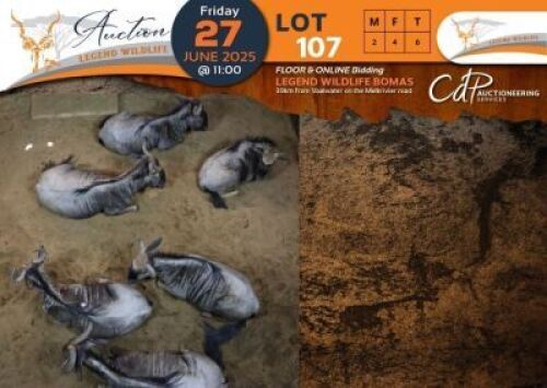 6 X Blue Wildebeest M:2 V/F:4 Legend Wildlife (Per Piece to take the lot/Per stuk om lot te neem)