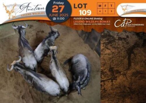 5 X Blue Wildebeest M:4 V/F:1 Legend Wildlife (Per Piece to take the lot/Per stuk om lot te neem)
