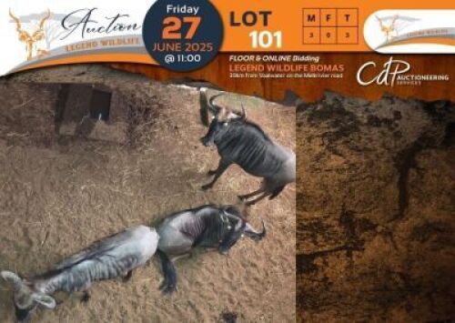 3 X Blue Wildebeest M:3 Shammah Game Lodge (Per Piece to take the lot/Per stuk om lot te neem)