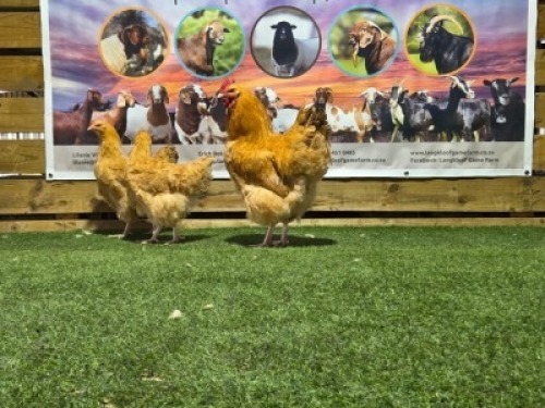 3X CHICKENS ROOSTER & HEN LANGKLOOF GAME FARM (Per animal to take the lot)