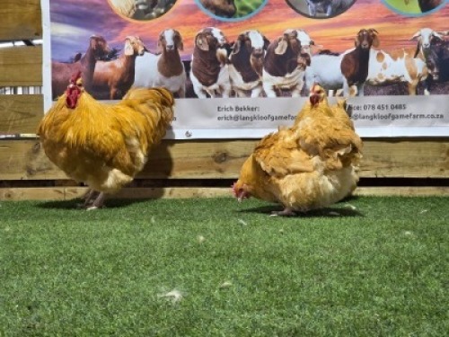 3X CHICKENS ROOSTER & HEN DHIDEJAK (Per animal to take the lot)