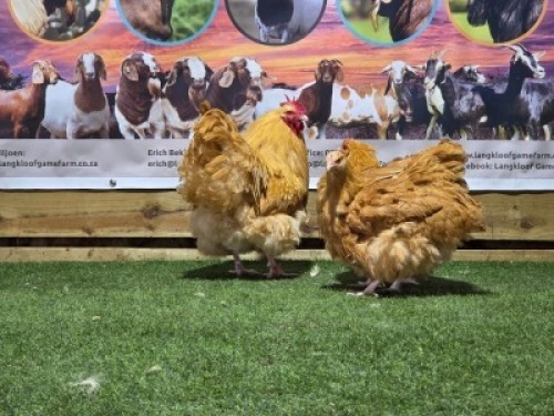3X CHICKENS ROOSTER & HEN DHIDEJAK (Per animal to take the lot)