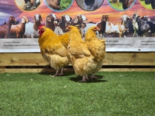 3X CHICKENS ROOSTER & HEN LANGKLOOF GAME FARM (Per animal to take the lot)