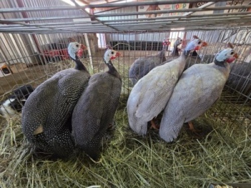 4X GUINEA FOWL ? DE KLERK (Per animal to take the lot)