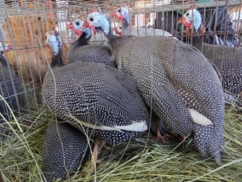 4X GUINEA FOWL ? DE KLERK (Per animal to take the lot)