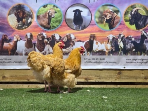 2X CHICKENS ROOSTER LANGKLOOF GAME FARM (Per animal to take the lot)