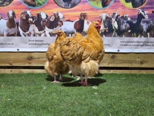 3X CHICKENS ROOSTER & HEN LANGKLOOF GAME FARM (Per animal to take the lot)