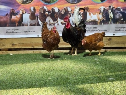 3X CHICKENS ROOSTER & HEN DHIDEJAK (Per animal to take the lot)
