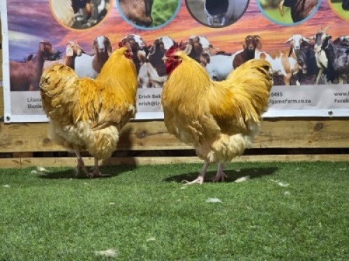 2X CHICKENS ROOSTER LANGKLOOF GAME FARM (Per animal to take the lot)