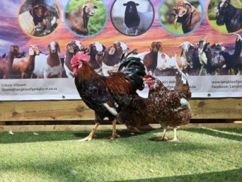 3X CHICKENS ROOSTER & HEN DHIDEJAK (Per animal to take the lot)