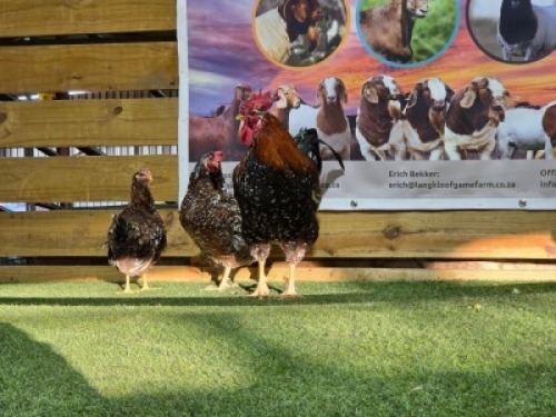 3X CHICKENS ROOSTER & HEN DHIDEJAK (Per animal to take the lot)