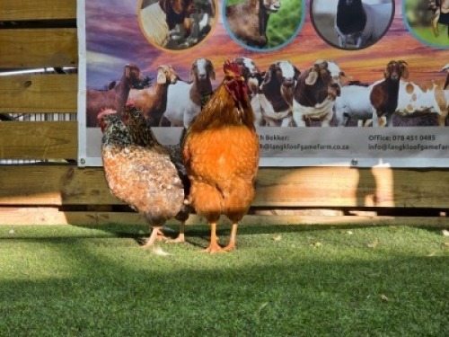 3X CHICKENS ROOSTER & HEN LANGKLOOF GAME FARM (Per animal to take the lot)