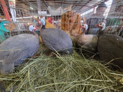 4X GUINEA FOWL ? DE KLERK (Per animal to take the lot)