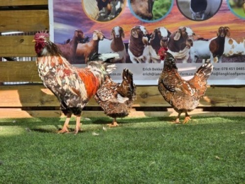 3X CHICKENS ROOSTER & HEN LANGKLOOF GAME FARM (Per animal to take the lot)