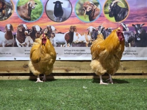 2X CHICKENS ROOSTER LANGKLOOF GAME FARM (Per animal to take the lot)