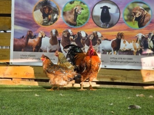 3X CHICKENS ROOSTER & HEN DHIDEJAK (Per animal to take the lot)