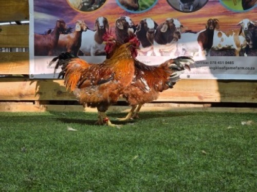 2X CHICKENS ROOSTER DHIDEJAK (Per animal to take the lot)