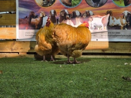 2X CHICKENS ROOSTER DHIDEJAK (Per animal to take the lot)