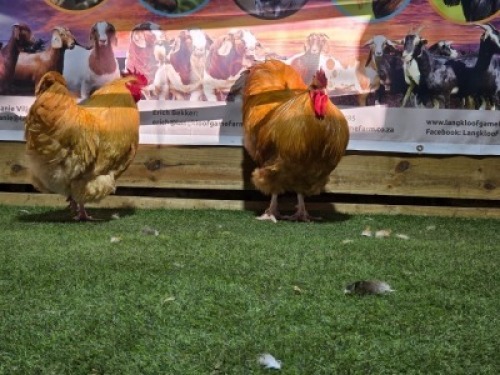 2X CHICKENS - ROOSTER LANGKLOOF GAME FARM (Per animal to take the lot)