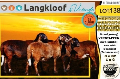3X MEATMASTER EWE COLLEN BOERDERY (Per animal to take the lot)